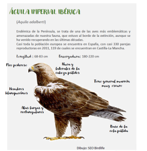 Foto ficha águila imperial