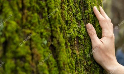 mano tocando musgo en la corteza de un árbol