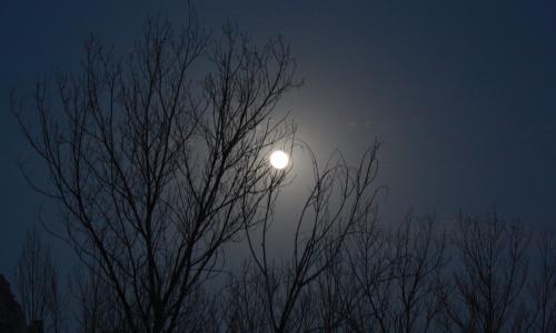 foto luna entre árboles