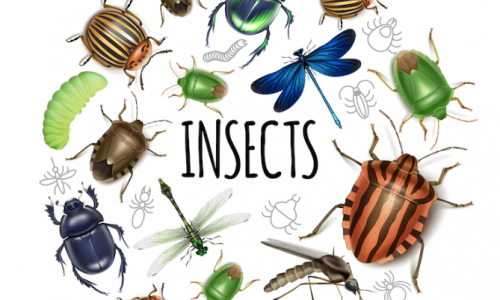 dibujo con insectos