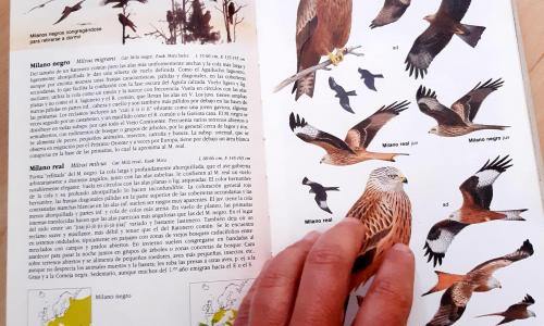 foto libro identificación aves