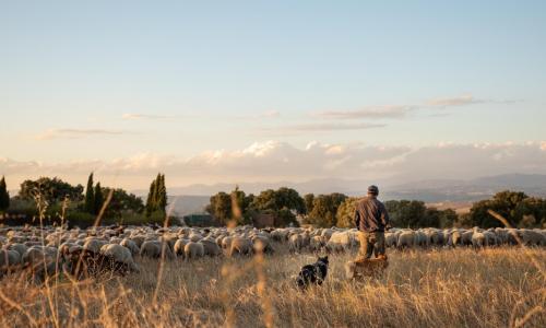 foto rebaño de ovejas