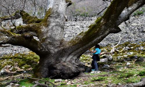 foto de El Abuelo- árbol centenario
