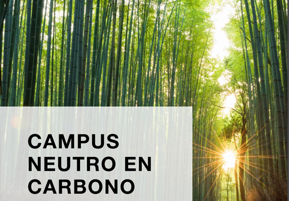imagen bosque de bambú