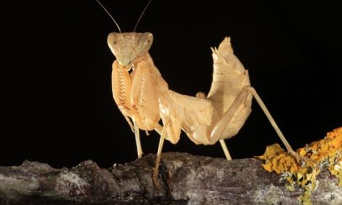 foto de mantis