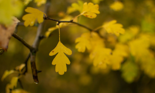 foto hojas amarillas de espino