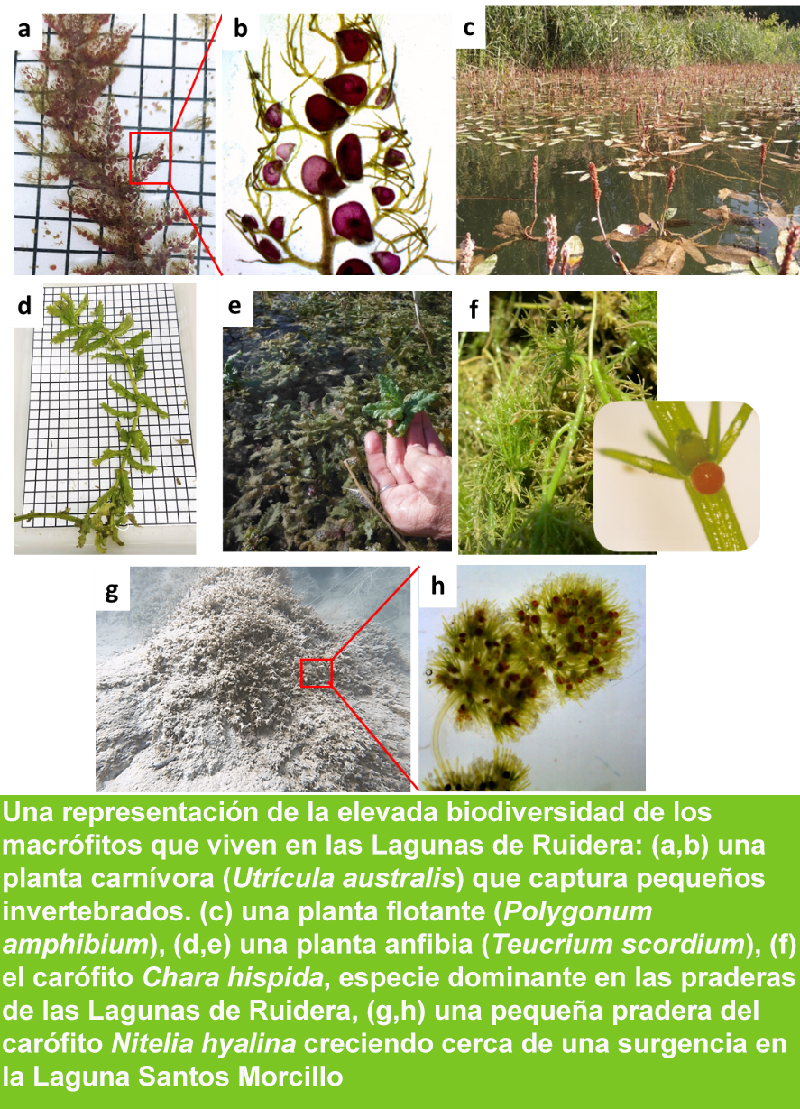 Imágenes de plantas de las que forman la vegetación sumergida de las Lagunas de Ruidera