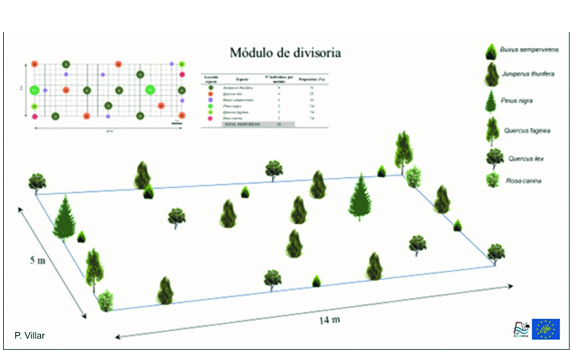 Figura mostrando un ejemplo de disposición de las especies a plantar en una ladera