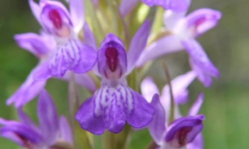 foto orquideas