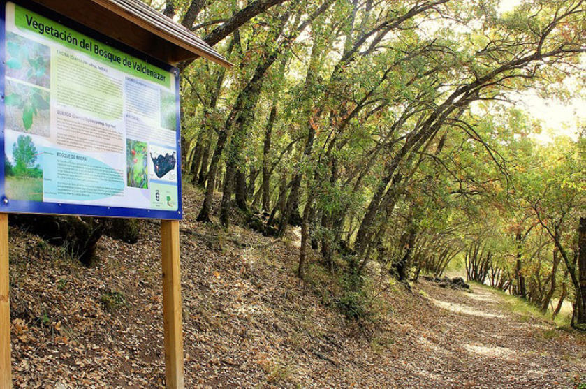 entrada al bosque