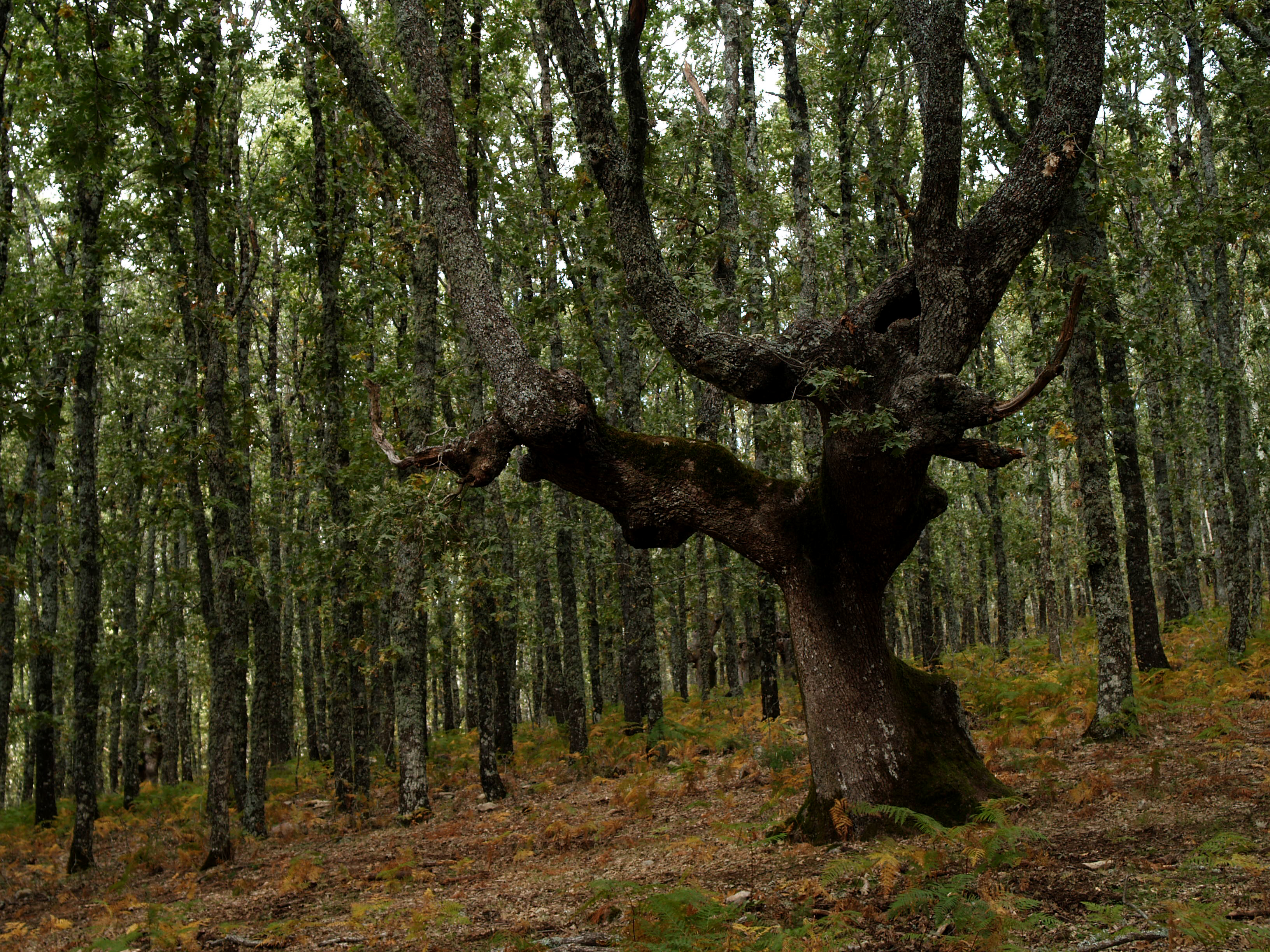 Bosque