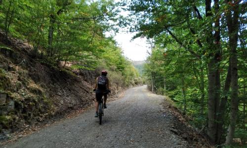 persona en bici por el bosque