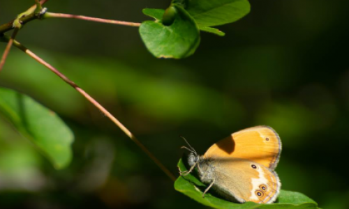 foto mariposa