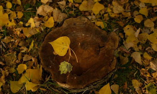 foto hojas otoño