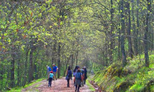 grupo de personas caminando por el bosque