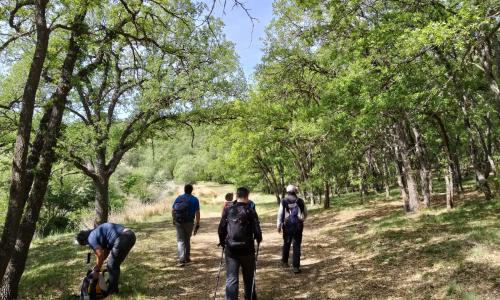 personas caminando por el bosque