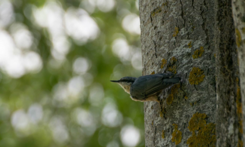 foto ave sobre árbol