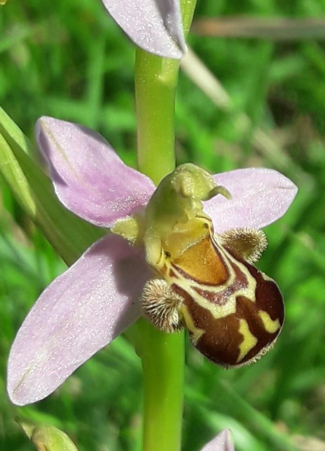 Orquídea Abejera (Ophrys apifera)