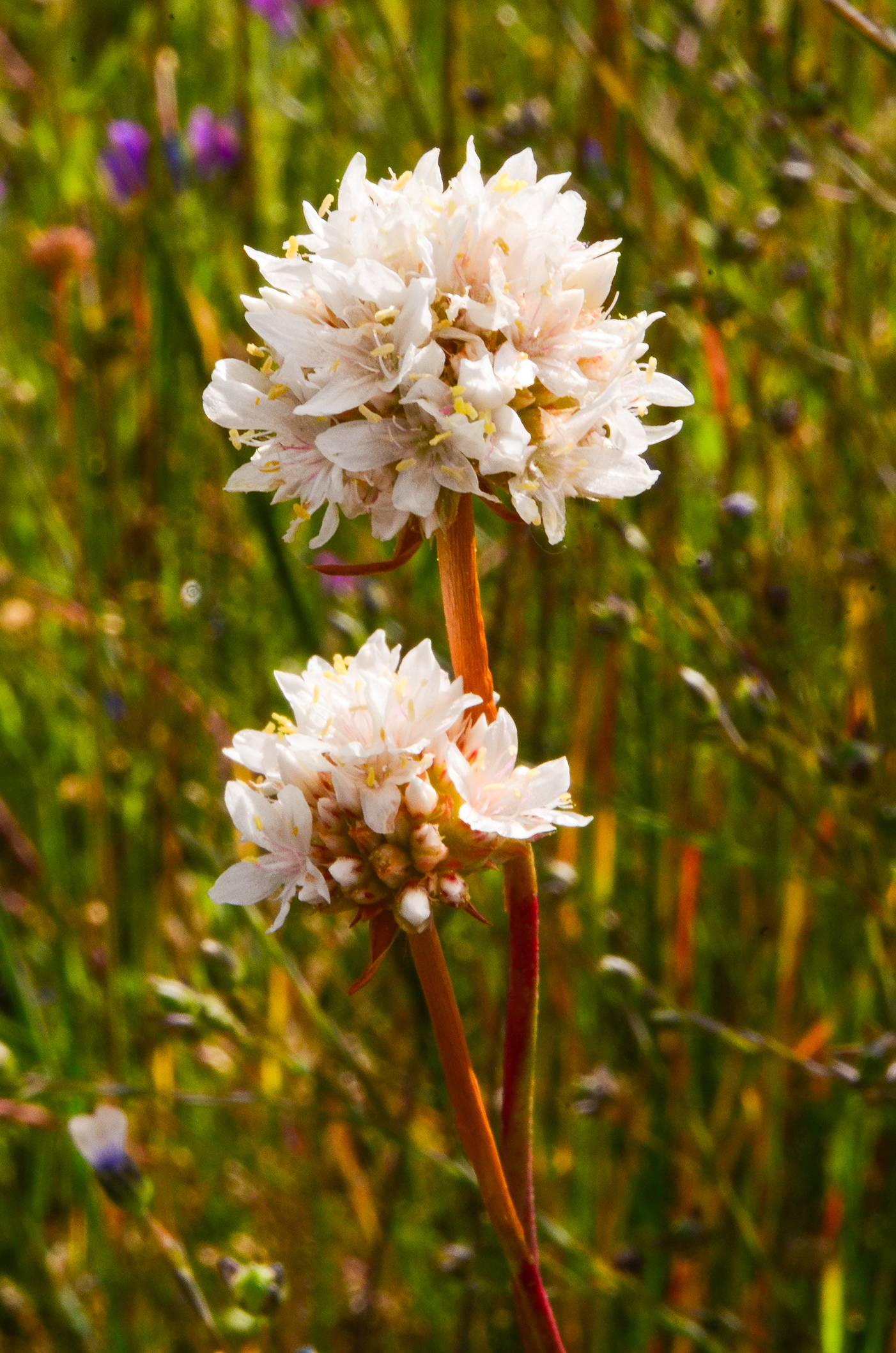 Armeria genesiana