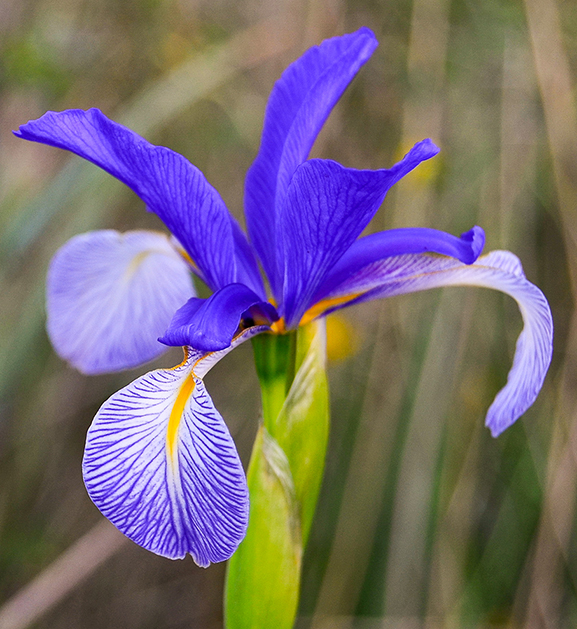 Lirio (Chamaeiris reichenbachiana)