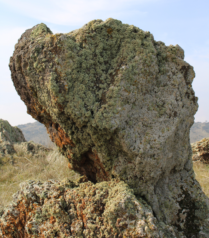 Ejemplo de colonización de rocas por parte de los líquenes