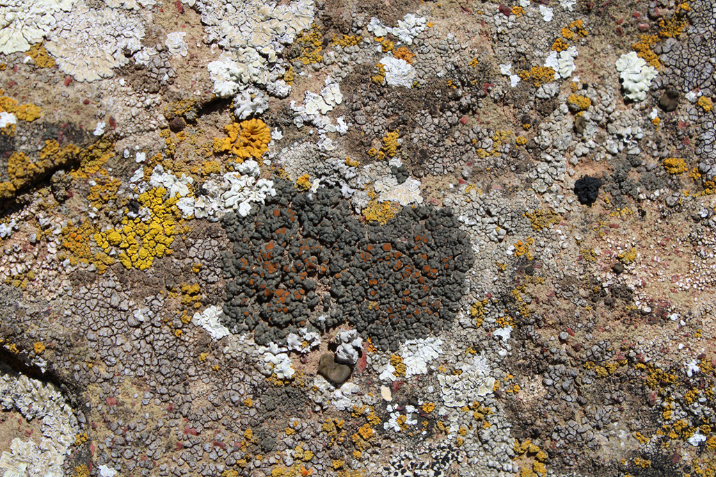 Líquenes sobre roca del Volcán de los Castillejos