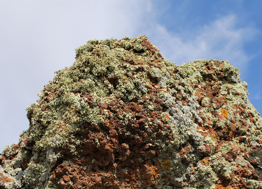 Población del liquen Ramalina capitata en el Volcán de Cuevas Negras