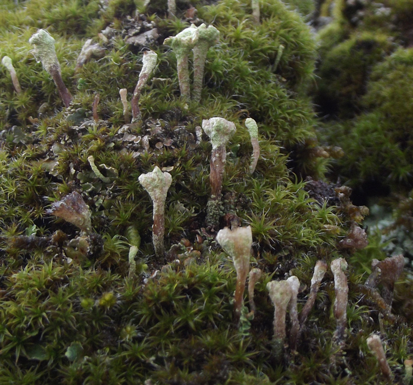 Cladonia fimbriata en repisas de rocas en la Arzollosa