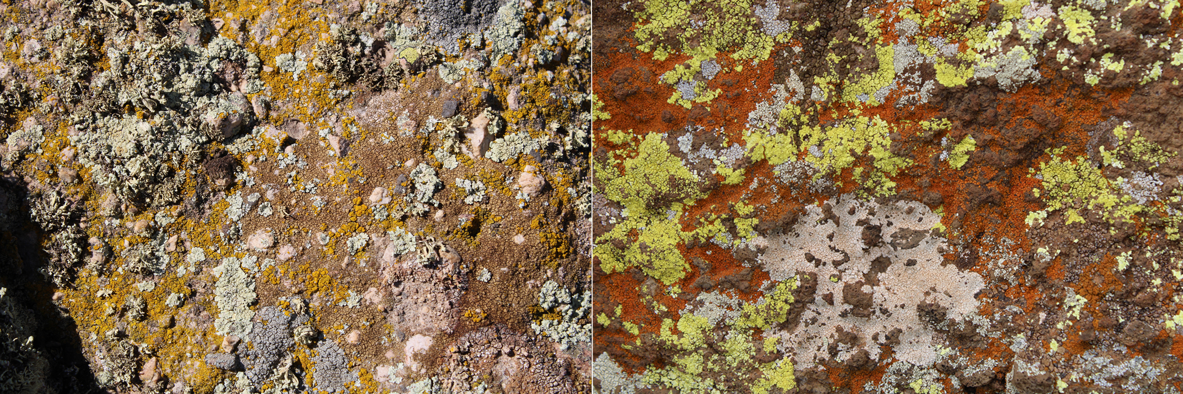 Combinaciones de líquenes en Volcán de la Cornudilla y de La Encina