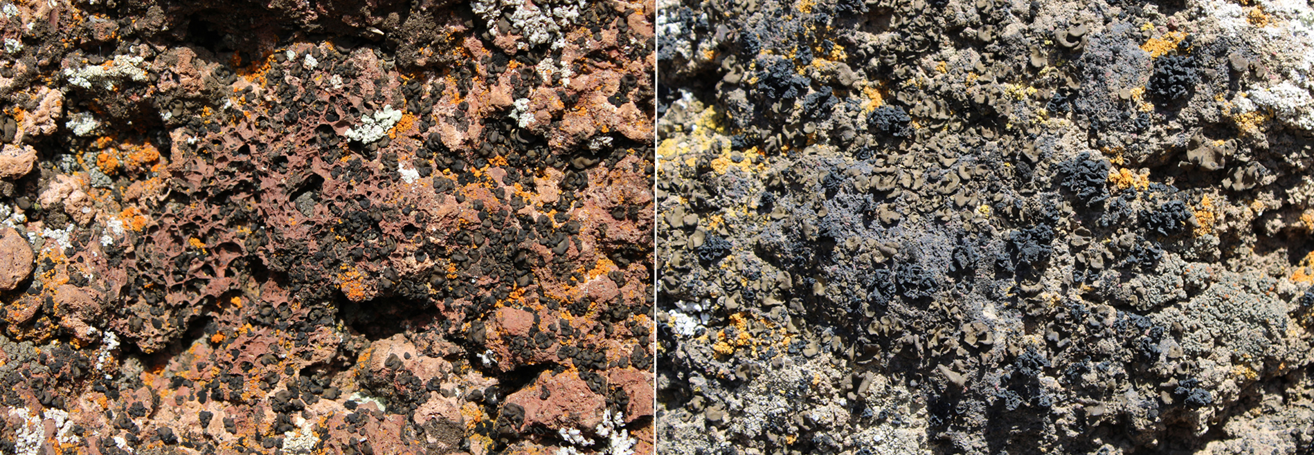 Distintas especies de líquenes en Volcán de Cuevas Negras y de los Castillejos