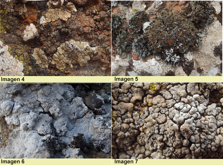 Imágenes de cuatro especies distintas de líquenes en distintas localizaciones