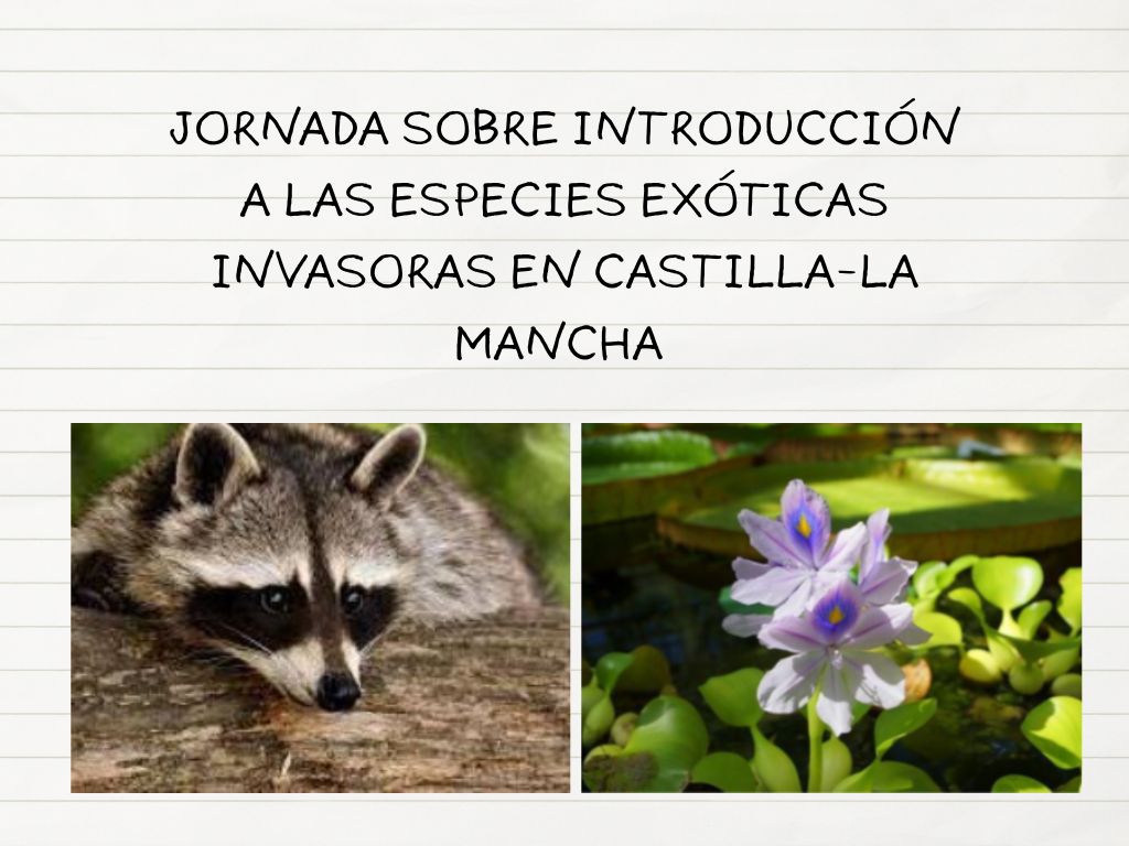 foto mapache y planta invasora