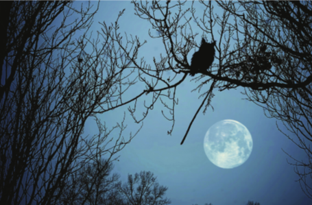 noche y silueta de rapaz nocturna