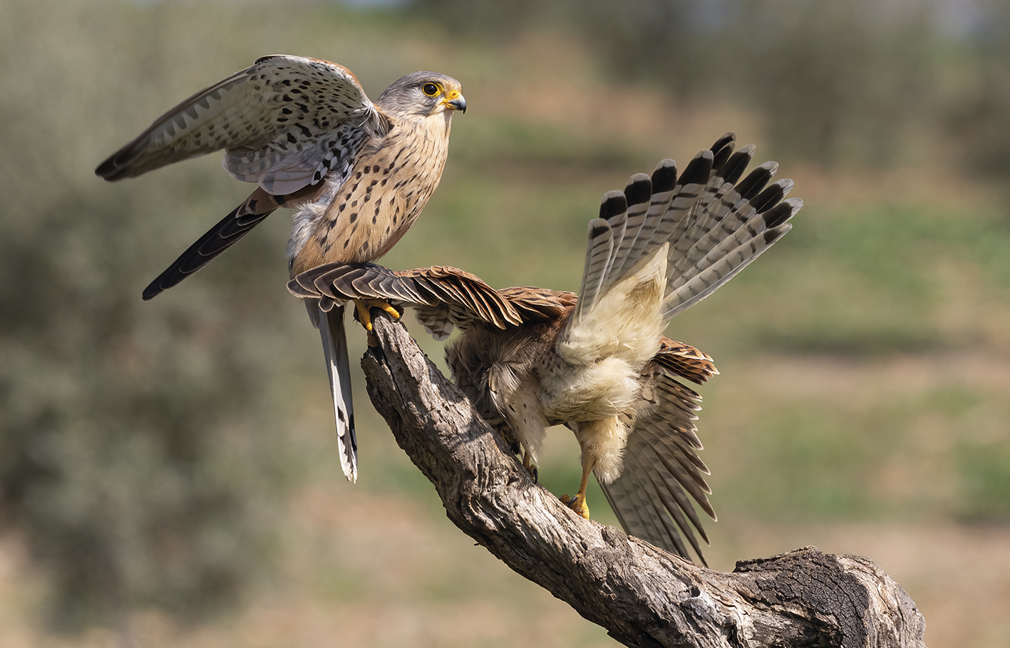 Pareja de Cernícalo vulgar (Falco tinnunculus) posada en una rama