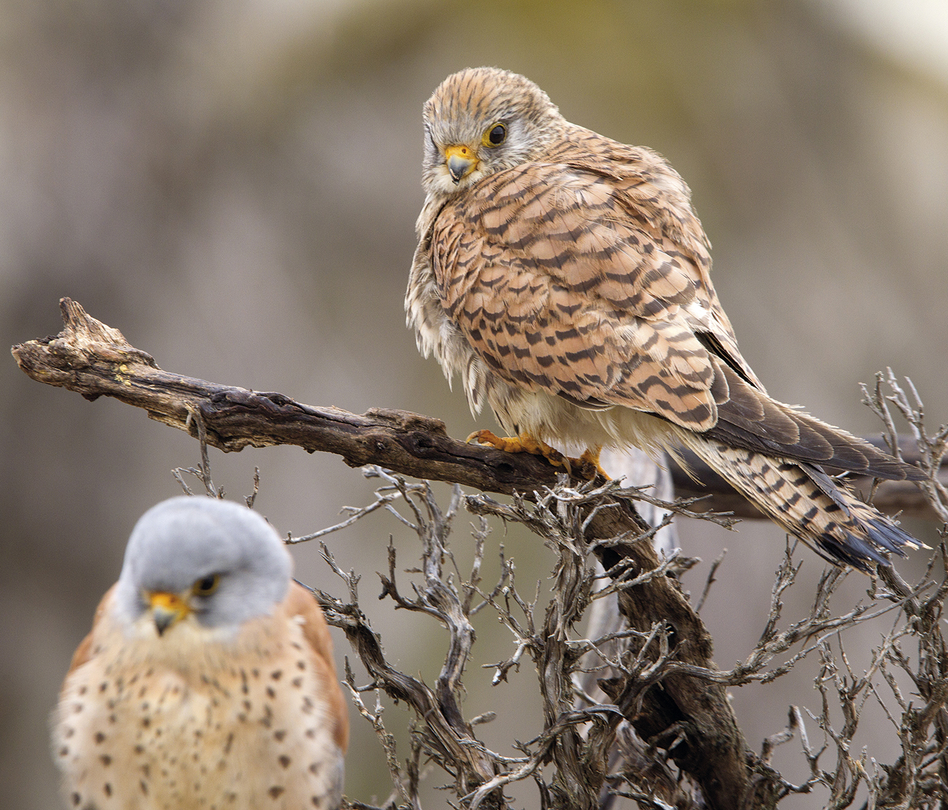 Pareja de Cernícalo primilla (Falco naunanni) en época de apareamiento