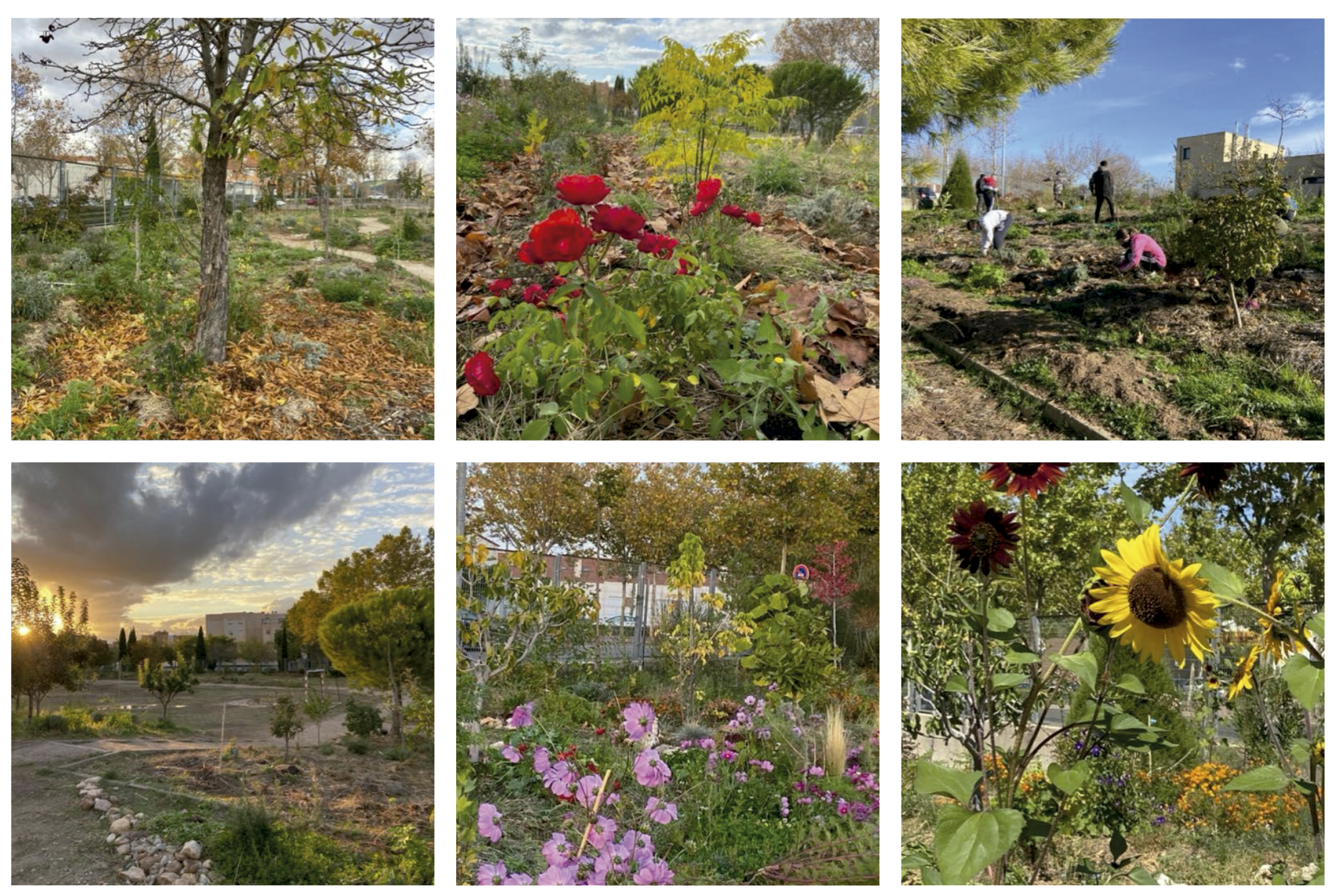 Un bosque y un huerto ecológico en el patio del instituto