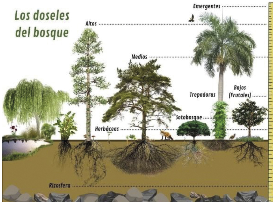 Doseles del bosque según los diferentes tipos de plantas que componen nuestro bosque.