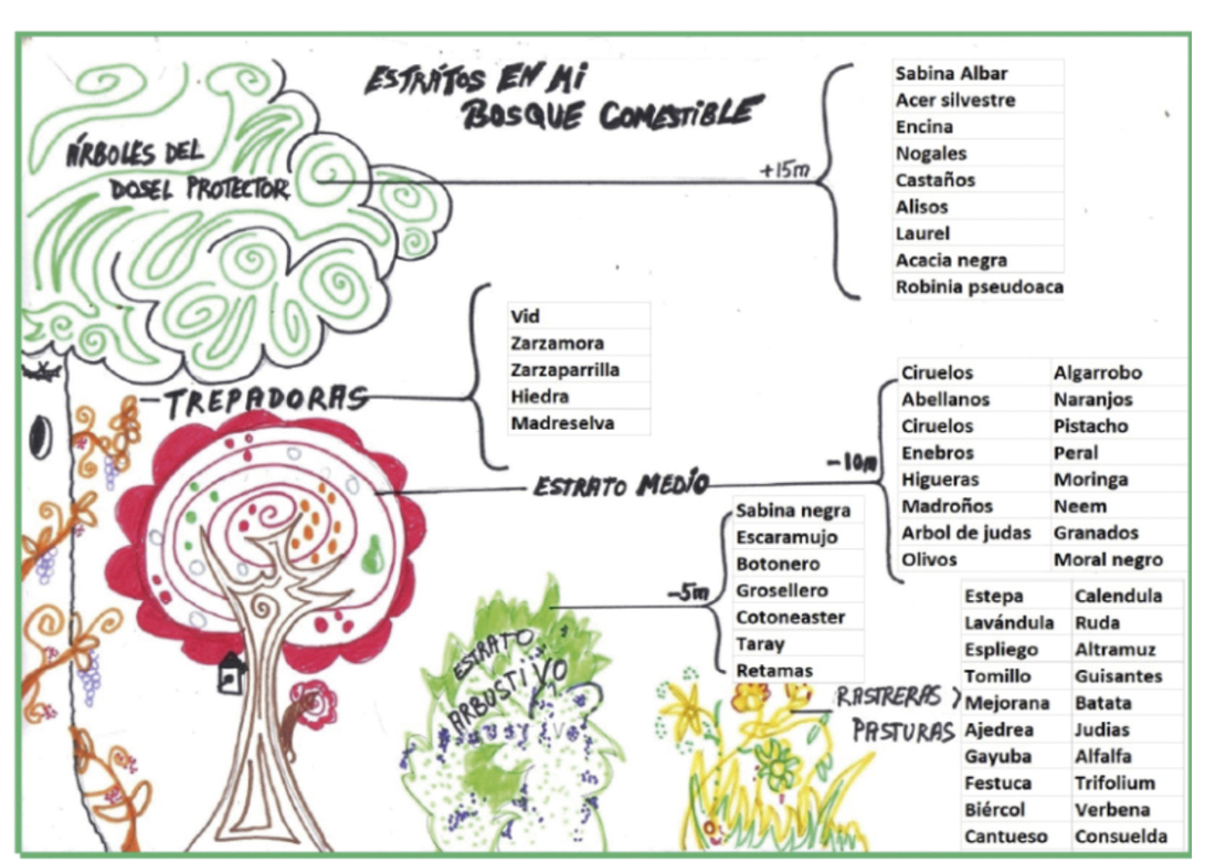 Prediseño representando doseles y especies de cada uno de ellos típicas de la zona. Bosque Comestible. IES Aguasvivas.