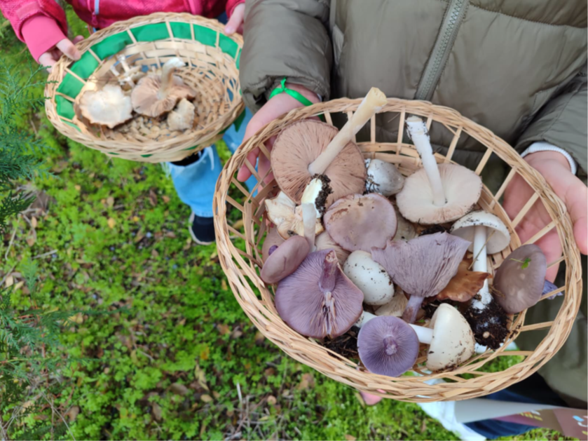 foto cestas con setas