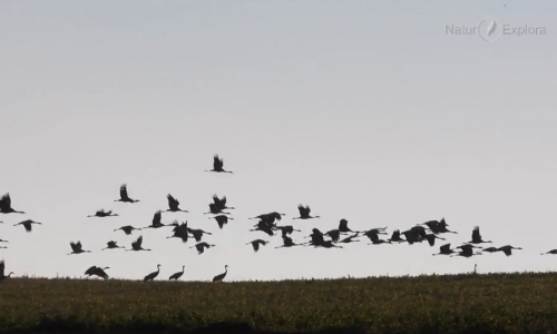 foto grullas volando atardecer