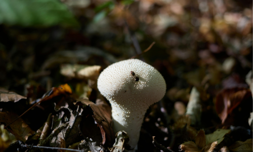 foto  Lycoperdon perlatum