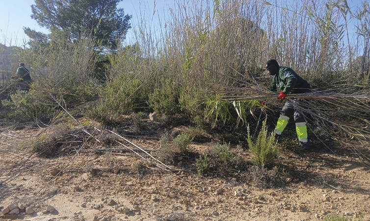 Corta y retirada de cañas (especie exótica invasora que compite con las especies protegidas del espacio)