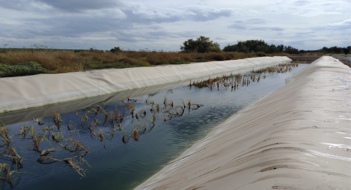 Filtro con plantación de macrófitas 