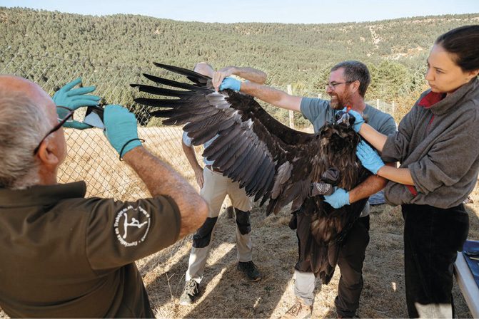 Liberación de 16 ejemplares en el Parque Natural del Alto Tajo