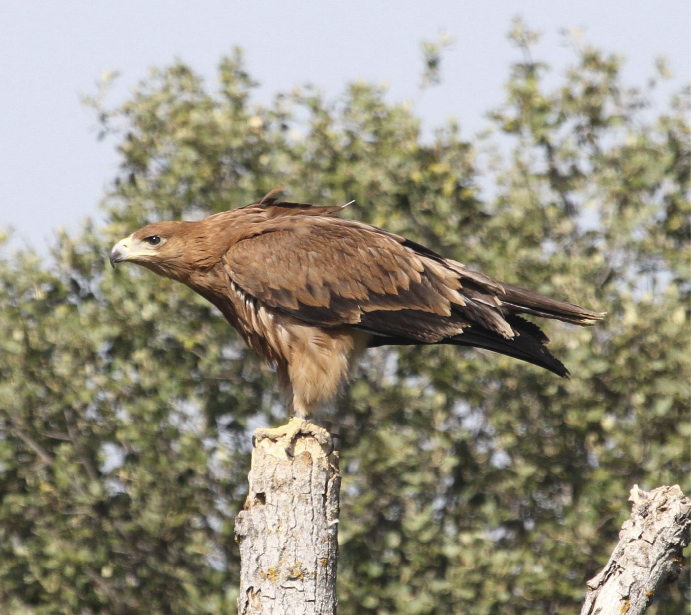 Águila imperial juvenil