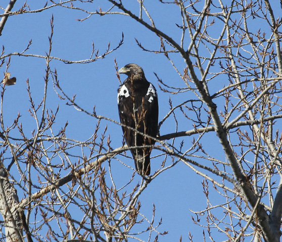 Águila imperial adulta