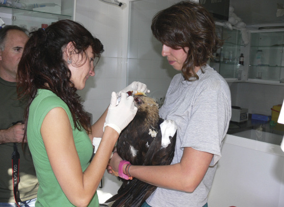 Adulto ingresado en El Chaparrillo