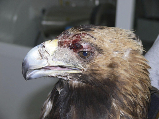 Adulto ingresado en El Chaparrillo