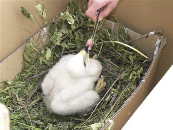 Pollo nacido en cautividad en el CERI en 2011.