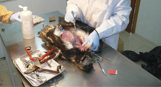 Necropsia en El Chaparrillo de un águila imperial intoxicada en 2012